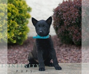 Belgian Malinois Puppy for sale in HONEY BROOK, PA, USA