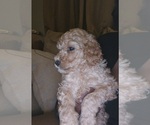 Small #4 Poodle (Standard)