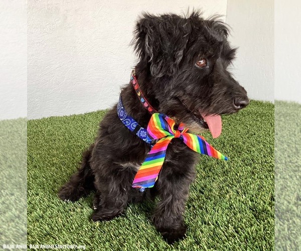 Medium Photo #3 Poodle (Miniature)-Unknown Mix Puppy For Sale in San Diego, CA, USA
