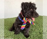 Small #2 Poodle (Miniature) Mix