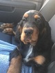 Small Photo #12 Gordon Setter Puppy For Sale in PADUCAH, KY, USA