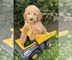 Small #1 Cockapoo (Miniature)