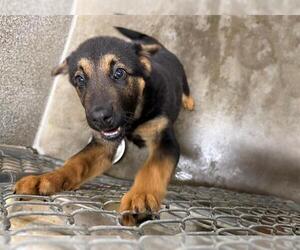 German Shepherd Dog-Unknown Mix Dogs for adoption in Santa Rosa, CA, USA
