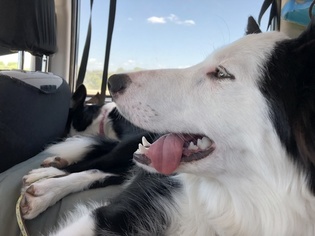 Father of the Border Collie puppies born on 09/14/2018