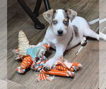 Small #6 Mutt