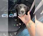 Small #2 Mutt