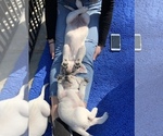 Small Photo #2 Labrador Retriever Puppy For Sale in GLENDALE, CA, USA
