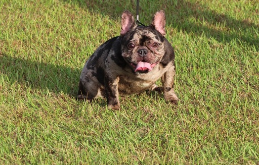Medium Photo #2 French Bulldog Puppy For Sale in BURGAW, NC, USA