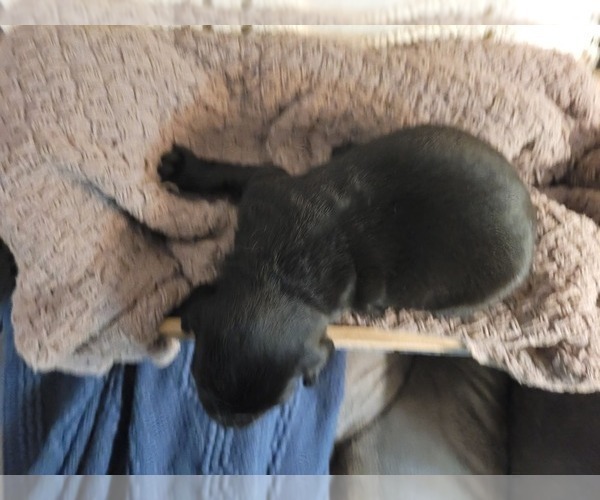 Medium Photo #10 Labrador Retriever Puppy For Sale in BONAIRE, GA, USA