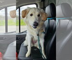 Small #3 Great Pyrenees Mix