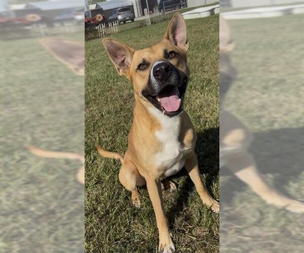 Medium Photo #1 Black Mouth Cur Puppy For Sale in Rosenberg, TX, USA