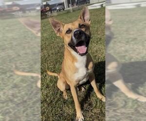 Black Mouth Cur Dogs for adoption in Rosenberg, TX, USA