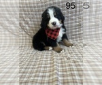 Puppy 1 Bernese Mountain Dog