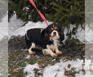 Father of the Bernese Mountain Dog-Cavalier King Charles Spaniel Mix puppies born on 11/12/2025