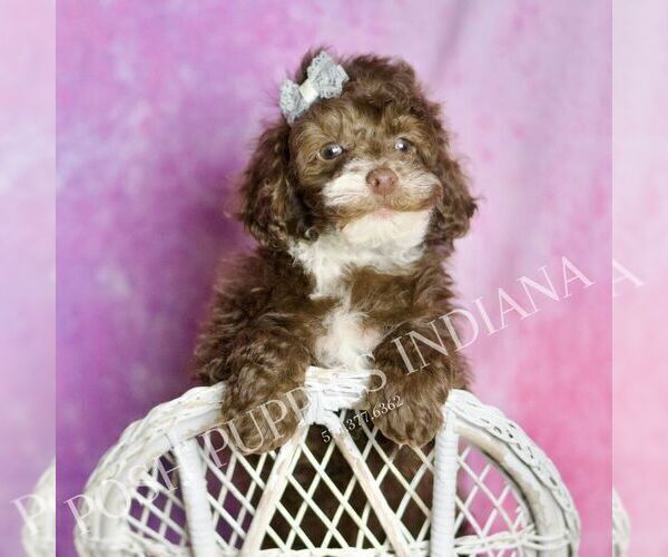 Medium Photo #3 Poodle (Toy) Puppy For Sale in WARSAW, IN, USA