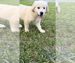 Small Photo #7 Golden Retriever Puppy For Sale in MILTON, FL, USA