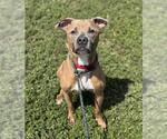 Small #1 American Pit Bull Terrier Mix