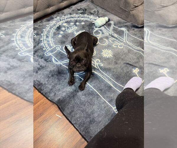 Medium Photo #3 French Bulldog Puppy For Sale in Brewster, NY, USA