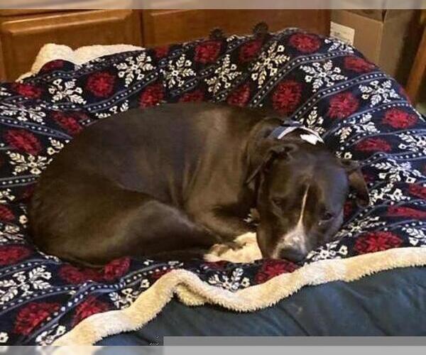 Medium Photo #3 American Staffordshire Terrier-Unknown Mix Puppy For Sale in Minneapolis, MN, USA