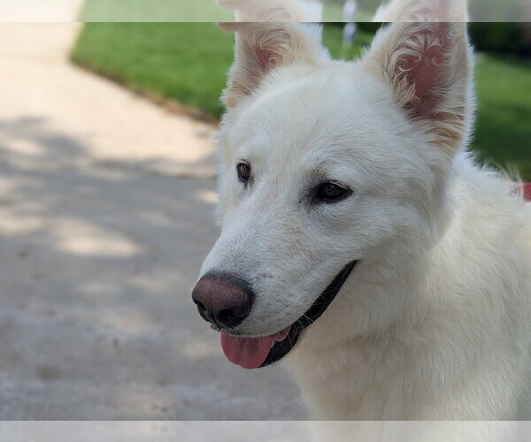Medium Photo #7 Great Pyrenees-Unknown Mix Puppy For Sale in Grafton, WI, USA