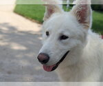 Small #6 Great Pyrenees Mix