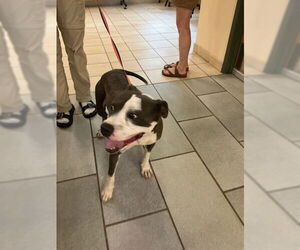 American Pit Bull Terrier Dogs for adoption in Virginia Beach, VA, USA