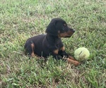 Small Photo #4 Doberman Pinscher Puppy For Sale in CHESTER, AR, USA