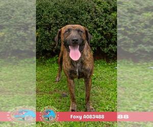 FOXY - Female Black Mouth Cur Dog for Adoption - Photo #2