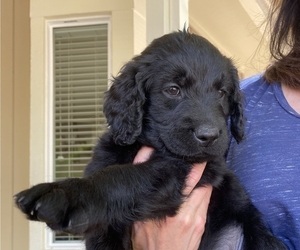 Goldendoodle Puppy for sale in SONORA, CA, USA