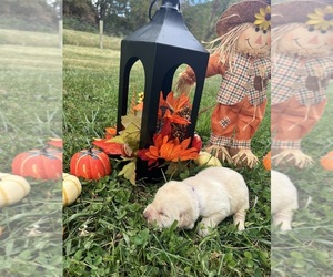 Labrador Retriever Puppy for sale in NEOLA, WV, USA