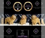 Small #4 Poodle (Miniature)