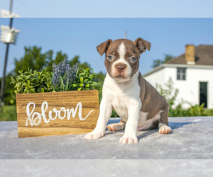 Boston Terrier Litter for sale in NEW CONCORD, OH, USA