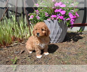 Goldendoodle (Miniature) Puppy for Sale in GREENWOOD, Wisconsin USA