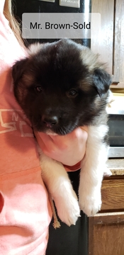 Medium Photo #15 Akita Puppy For Sale in HUTCHINSON, MN, USA