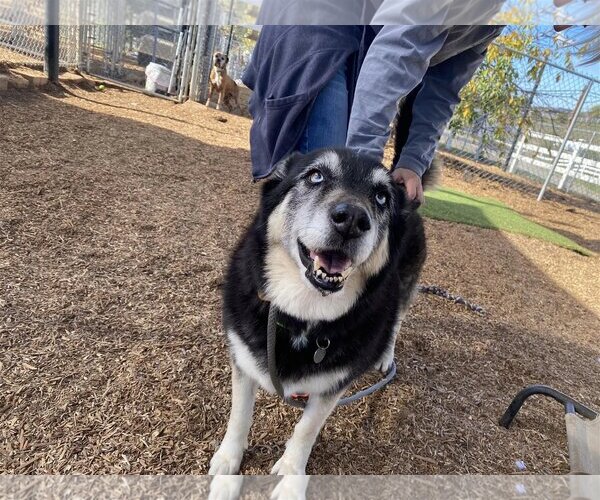 Medium Photo #5 Siberian Husky Puppy For Sale in  Ramona, CA, USA