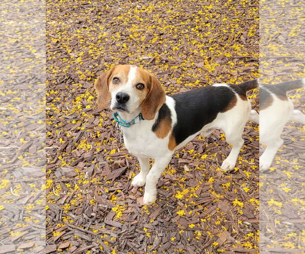 Medium Photo #5 Beagle Puppy For Sale in Las Vegas, NV, USA