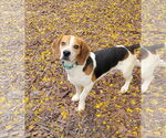 Small #4 Beagle