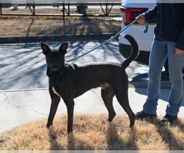 Medium Photo #7 Labrador Retriever-Unknown Mix Puppy For Sale in Glen Allen, VA, USA