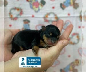 Schnoodle (Miniature) Puppy for sale in WINNSBORO, LA, USA