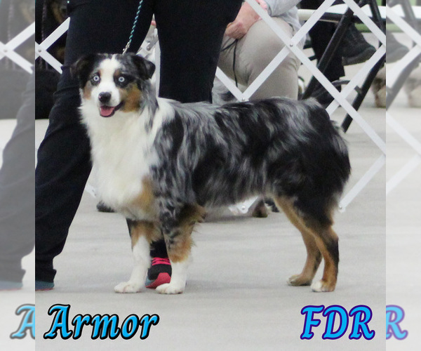 Medium Photo #1 Miniature Australian Shepherd Puppy For Sale in FORESTBURG, TX, USA