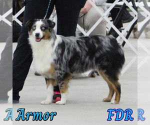 Father of the Miniature Australian Shepherd puppies born on 12/07/2024