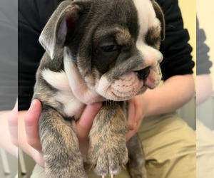 English Bulldog Puppy for sale in OROVILLE, CA, USA