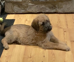 Small Photo #4 Shepadoodle Puppy For Sale in WHEELERSBURG, OH, USA