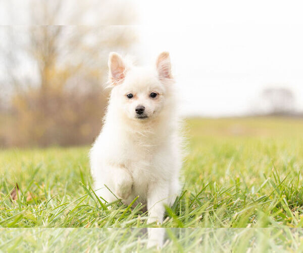 Medium Photo #5 Pomeranian Puppy For Sale in WARSAW, IN, USA