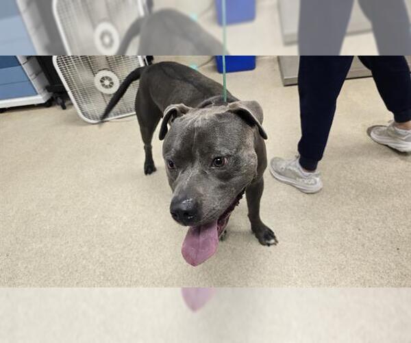 Medium Photo #1 American Pit Bull Terrier Puppy For Sale in Riverside, CA, USA