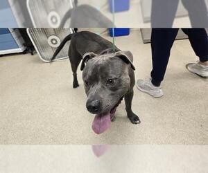 Medium American Pit Bull Terrier