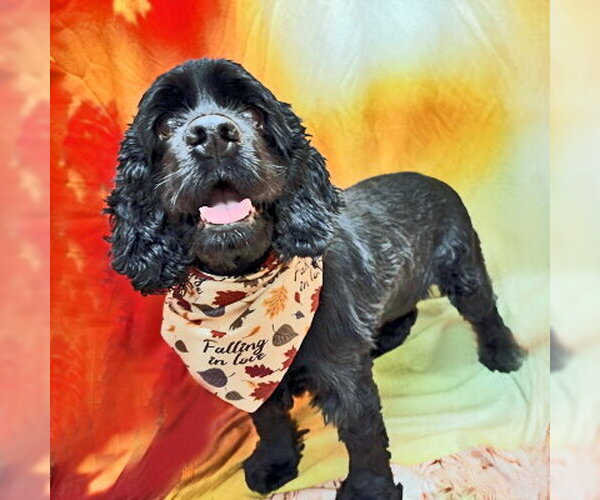 Medium Photo #7 Cocker Spaniel Puppy For Sale in Arlington, VA, USA