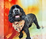 Small Photo #7 Cocker Spaniel Puppy For Sale in Arlington, VA, USA