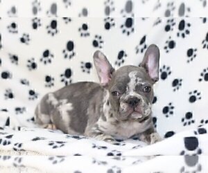 French Bulldog Puppy for sale in BANDELIER NATIONAL MONUMENT, NM, USA