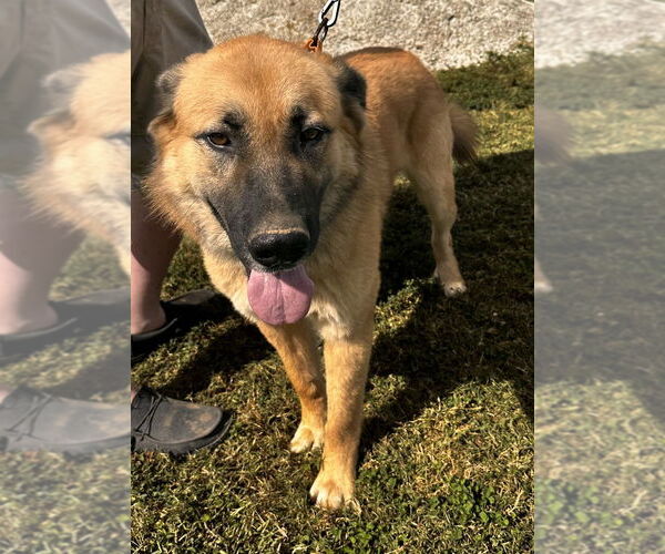 Medium Photo #4 Mutt Puppy For Sale in Evansville, IN, USA